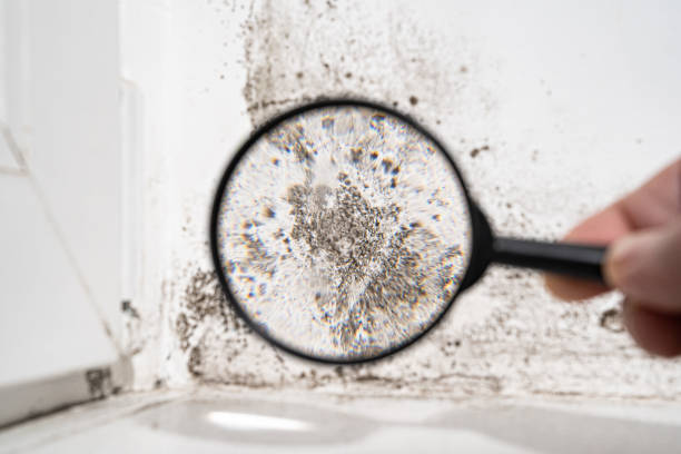 Why You Should Choose Our Mold Remediation Services in Glen Ridge, NJ